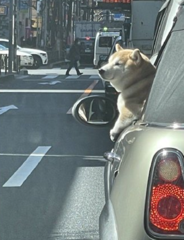 柴犬币购买流程_购买柴犬币_购买柴犬币平台