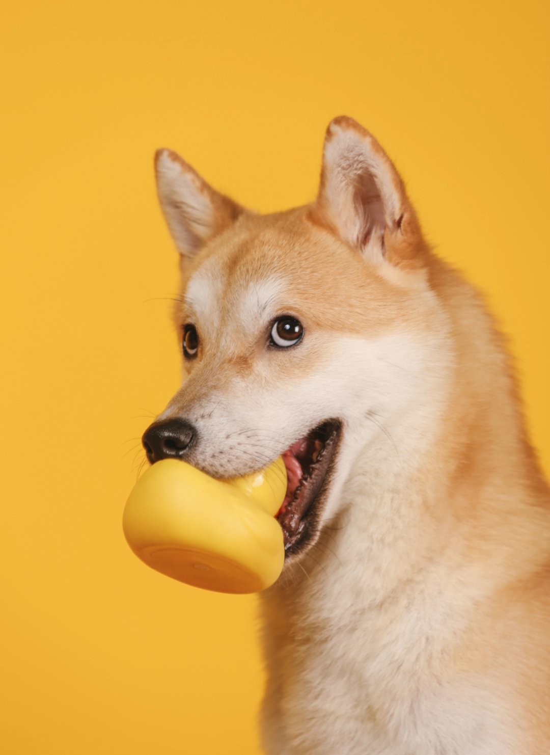 狗狗币_狗狗币今日价格_狗狗币历史价格走势图